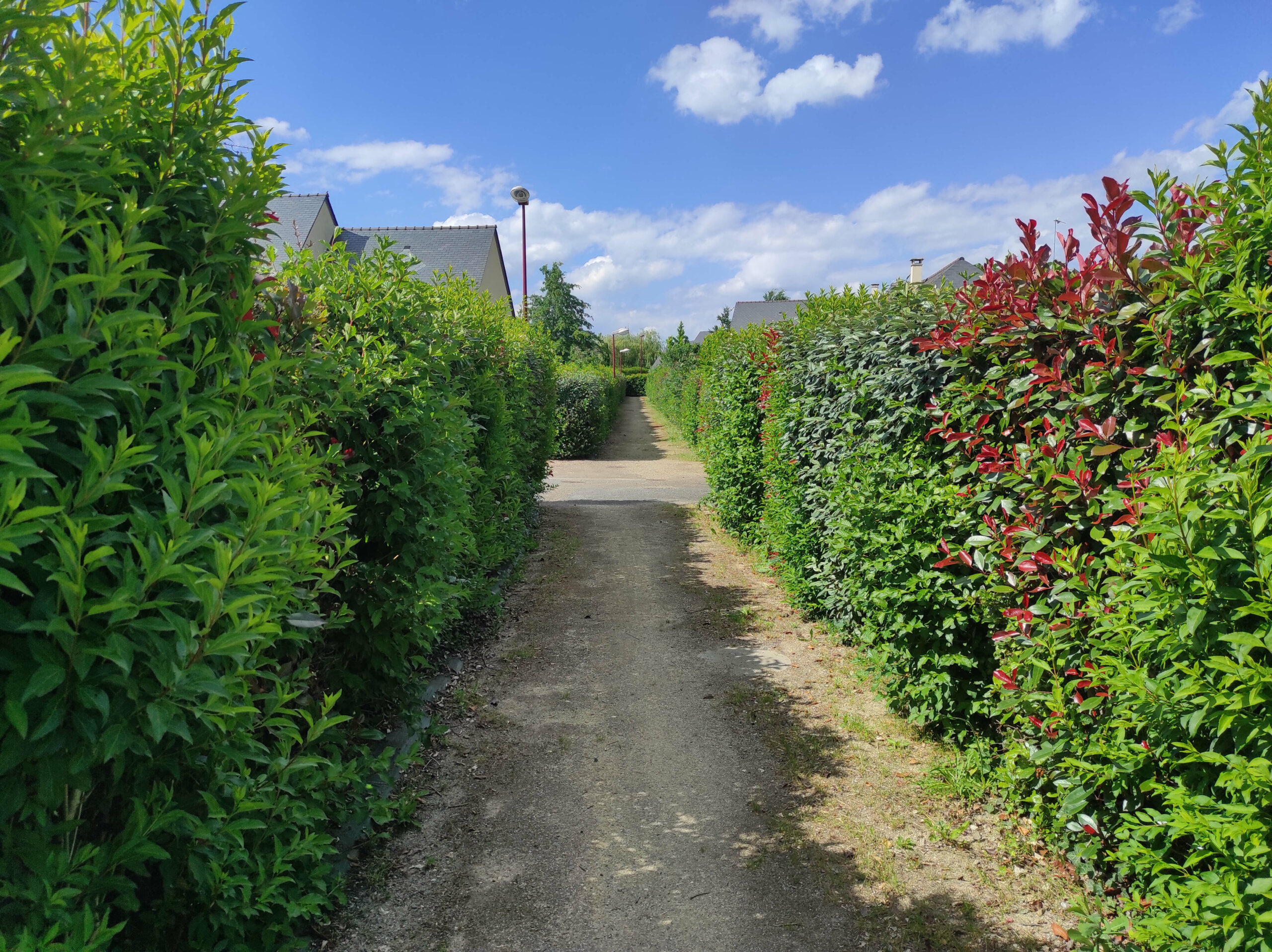 Haie le long d'une allée piétonne