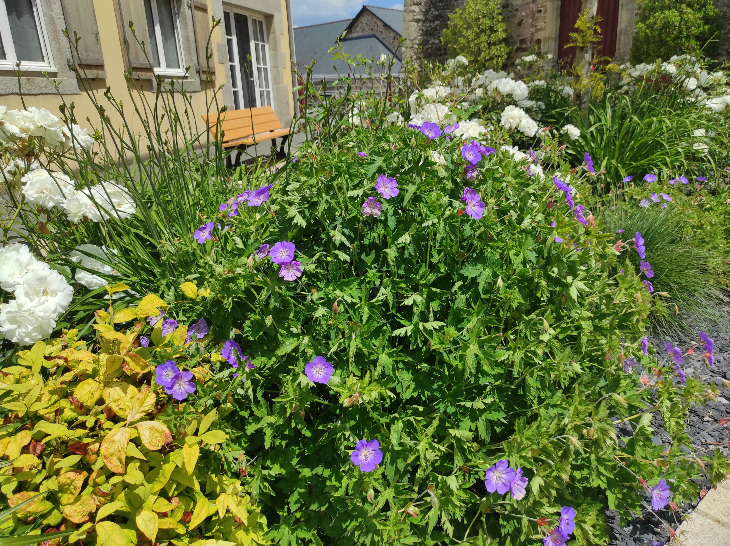 Massif de plantes vivaces parvis de l'église